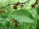 smoothleaf elm,ulmus minor,Elmسایه خوش، دارون، وارون، سده، پشه دار.